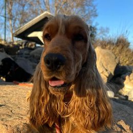 Murphy - English Cocker Spaniel