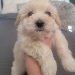 Prince - Cream male Maltipoo puppy in Arkansas from Harper's Pups