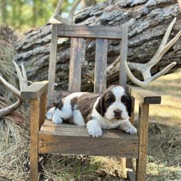 English Springer Spaniel Puppies from Willow Creek Farms