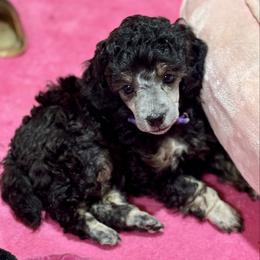 Purple - will be Silver Phantom - Phantom female Poodle puppy in Simms, Texas from Donna’s Aussies & Pink Heart Poodles