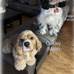 Cocker Spaniel Puppies from K&M crocker Spaniels