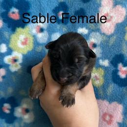 Girl 5 - Sable female German Shepherd puppy in Marianna, Florida from Haus M Godwin