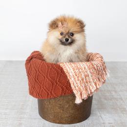 Pomeranian Puppies from Canine Charm & Co