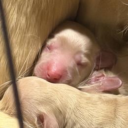 Boy 1 - Cream male Dachshund puppy in Stamford, Texas from West Texas Miniature Dachshunds