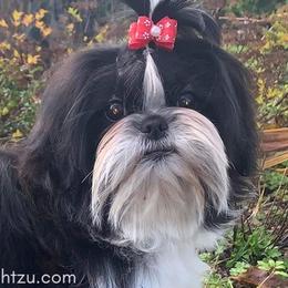 Wilson - Shih Tzu