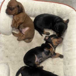 Dachshund Puppies from Dazzling_dachshund