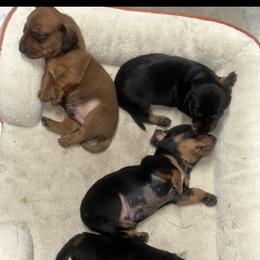 Dachshund Puppies from Dazzling_dachshund