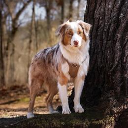 Tex - Australian Shepherd