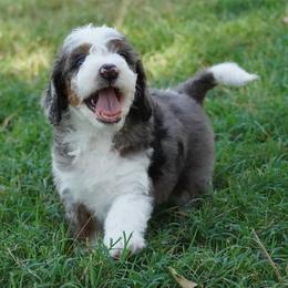Yankee BMF brightest copper - Blue merle female Aussiedoodle puppy in Lawton, Oklahoma from Lindsey’s Aussies