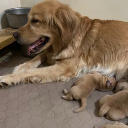 KAYLEE - Golden Retriever