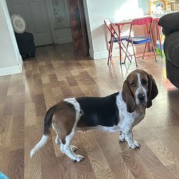 Betty - Basset Hound