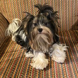 Altuve - Biewer Terrier