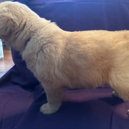 Golden Retriever Puppies from Chevaline Goldens