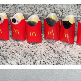 French Bulldogs from Cleveland’s Frenchies