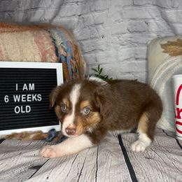 ARBY - Red tri male Miniature Australian Shepherd puppy in Peoria, Arizona from B My Sunshines Mini Aussies