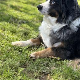 Remi - Miniature Australian Shepherd