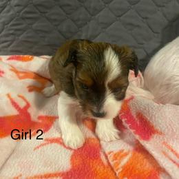Girl 2 - Parti female Yorkshire Terrier puppy in Watertown, New York from NNYYorkies