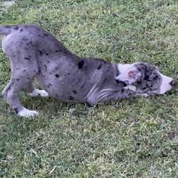 Great Dane Puppies from Laxton Danes