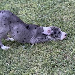 Great Dane Puppies from Laxton Danes