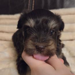 Orion - Liver male Miniature Schnauzer puppy in Graham, Washington from Olivia's Miniature Schnauzer's