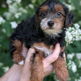 Thursday - Black and tan female Yorkipoo puppy in Coshocton, Ohio from Forever Family Puppies