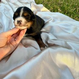 Teeter - Black tri female Miniature Australian Shepherd puppy in Sweeny, Texas from Peach Creek Minis