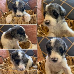 Girl 2 - Aussiedoodle puppy in Decatur, Alabama from Flint Creek Doodles