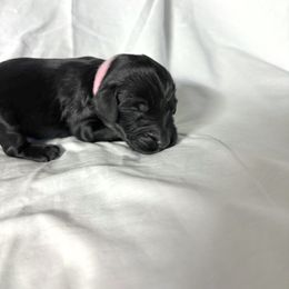 Darling - Black female Labradoodle puppy in Watertown, Tennessee from PawfectBud