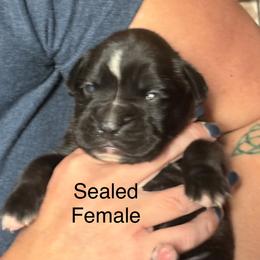 Fancy - Brindle female Boxer puppy in Florida from BNF Boxers