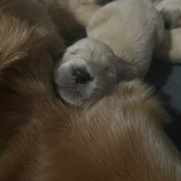 Pink Girl - Golden female Golden Retriever puppy in Amissville, Virginia from Houston’s Golden Haven