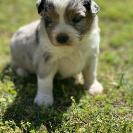 Pocahontas - Blue merle female Miniature Australian Shepherd puppy in Doddridge, Arkansas from Huddleston Farm