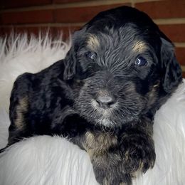 Lite Blue - Phantom Goldendoodle puppy in Thomasville, North Carolina from North Carolina Doodles- Thomasville
