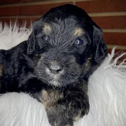 Lite Blue - Phantom Goldendoodle puppy in Thomasville, North Carolina from North Carolina Doodles- Thomasville