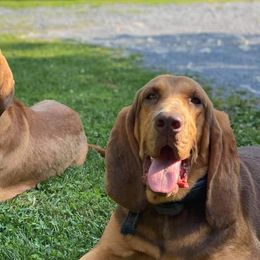 Basset Hounds and Bloodhounds from Clays Bloodhounds and Bassets