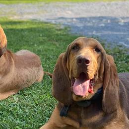 Basset Hounds and Bloodhounds from Clays Bloodhounds and Bassets