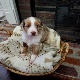 Claret - Red merle female Miniature Australian Shepherd puppy in Colbert, Georgia from Nate Black