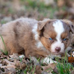 Miniature American Shepherd, Miniature Australian Shepherd, and Toy Australian Shepherd Puppies from Best Little Aussies