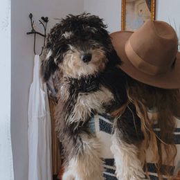 Ellie - Bernedoodle
