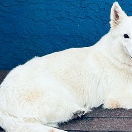 Penny - Berger Blanc Suisse
