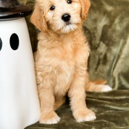 Goldendoodle Puppies from Gentry Doodles