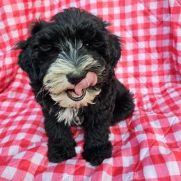 Boy 3 - Black male Schnoodle puppy in Morrilton, Arkansas from Central AR Schnoodles