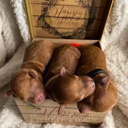 Poodle Puppies from Premier Poodle