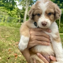 Aussiedoodle Puppies from Doodle Duo