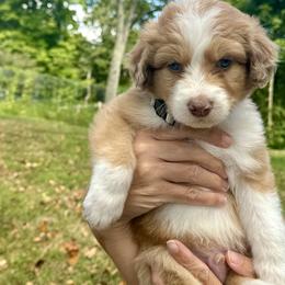 Aussiedoodle Puppies from Doodle Duo