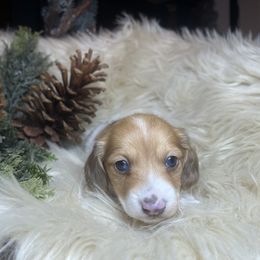 Jingles - Dapple male Dachshund puppy in Washburn, Tennessee from Clinch Mountain Dachshunds