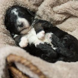Oak - Tri-color male Bernedoodle puppy in Delta, Pennsylvania from KEE Bernedoodles