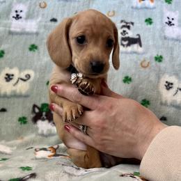 Dachshund, Pembroke Welsh Corgi, and Toy Australian Shepherd Puppies from Journey’s End CAD Farm