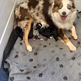 Aussiedoodle puppies from Holland Hilltop Farm