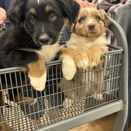 Australian Shepherd Puppies from Lovable Little Aussies