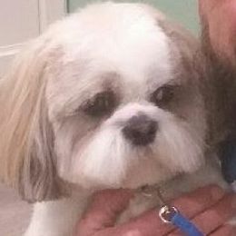 Levi - Shih Tzu